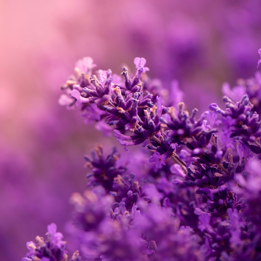 Why Lavender is a Must Have Skincare Ingredient in 2025