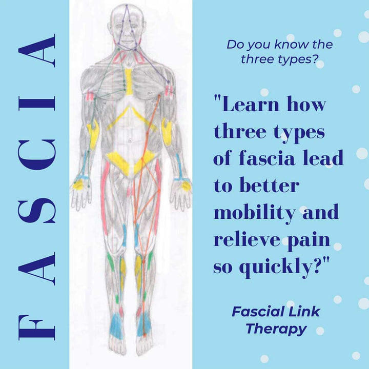 Fascial Link Therapy: Anatomy, Theory, Method and Practice - ibodycare - Allison Ishman - 